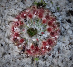 Drosera minutiflora