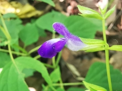 Salvia caudata