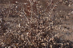 Gymnosporia senegalensis