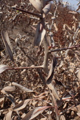 Gymnosporia senegalensis