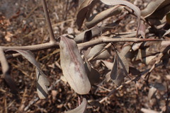 Gymnosporia senegalensis