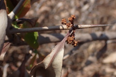 Gymnosporia senegalensis