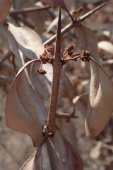 Gymnosporia senegalensis