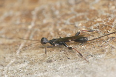 Stephanus serrator