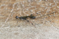 Stephanus serrator