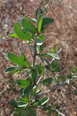 Magnoliopsida