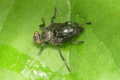 Platystoma seminationis