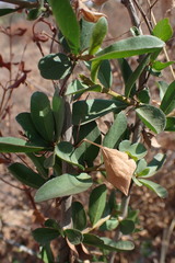 Magnoliopsida