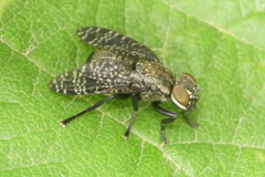 Platystoma seminationis