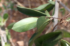 Magnoliopsida