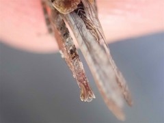 Tetrix ceperoi