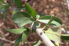 Magnoliopsida