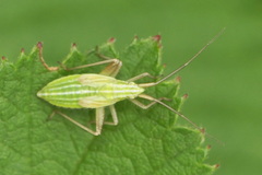 Miridius quadrivirgatus