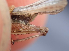 Tetrix ceperoi