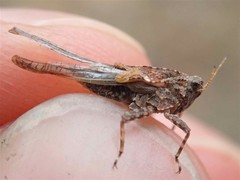 Tetrix ceperoi