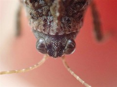 Tetrix ceperoi