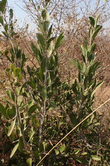 Gymnosporia senegalensis
