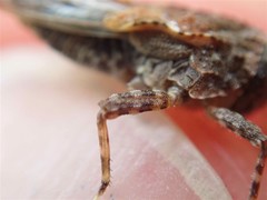 Tetrix ceperoi