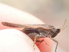 Tetrix ceperoi