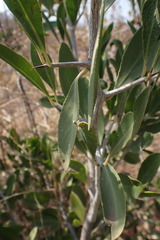 Gymnosporia senegalensis