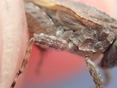 Tetrix ceperoi