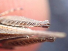 Tetrix ceperoi