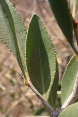 Gymnosporia senegalensis