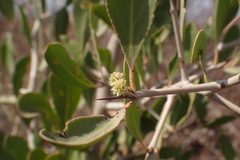 Gymnosporia senegalensis