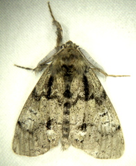 Dasychira plagiata