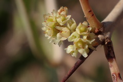 Gymnosporia senegalensis