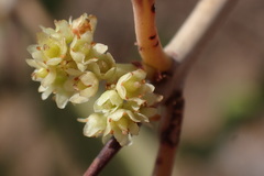 Gymnosporia senegalensis