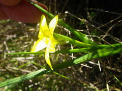 Romulea flava