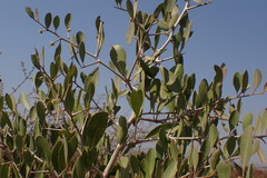 Gymnosporia senegalensis