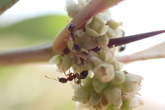 Gymnosporia senegalensis