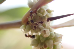 Gymnosporia senegalensis