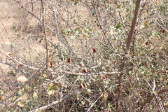 Combretum hereroense