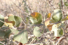 Combretum hereroense