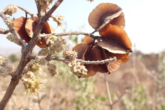 Combretum hereroense