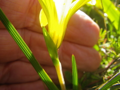 Romulea flava