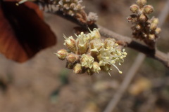 Combretum hereroense