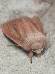 Denticucullus pygmina