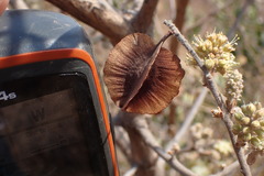 Combretum hereroense