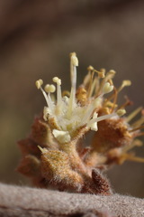 Combretum hereroense