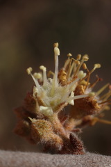 Combretum hereroense