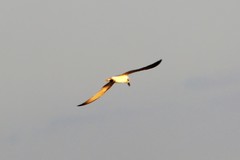 Chlidonias leucopterus