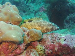 Epinephelus spilotoceps
