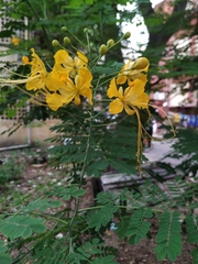 Caesalpinia pulcherrima flava
