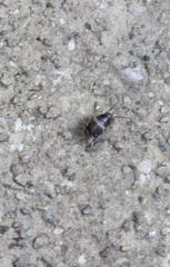 Myrmecophilidae