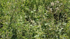 Echinocystis lobata