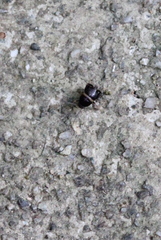 Myrmecophilidae